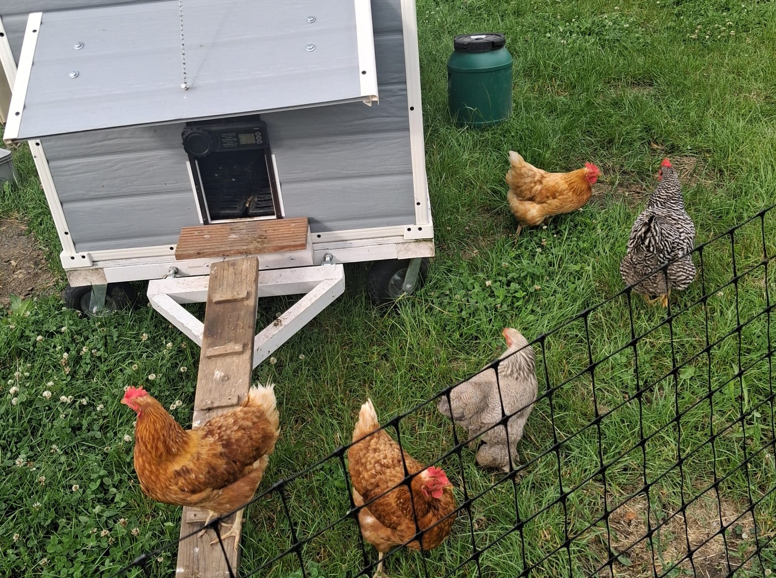 Hühnerbesuch